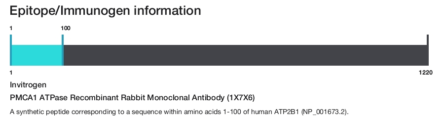 PMCA1 ATPase Recombinant Rabbit Monoclonal Antibody (1X7X6)