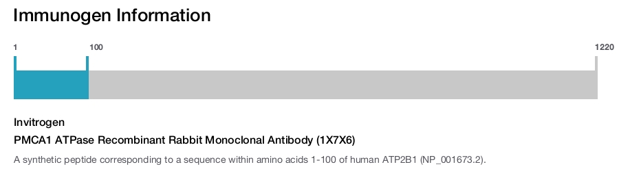 PMCA1 ATPase Recombinant Rabbit Monoclonal Antibody (1X7X6)