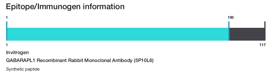 GABARAPL1 Recombinant Rabbit Monoclonal Antibody (5P10L6)