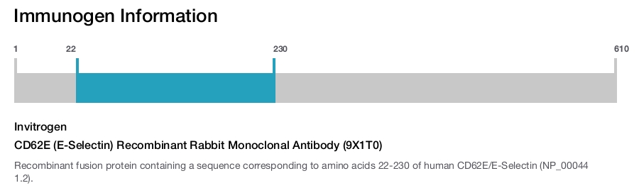 CD62E (E-Selectin) Recombinant Rabbit Monoclonal Antibody (9X1T0)