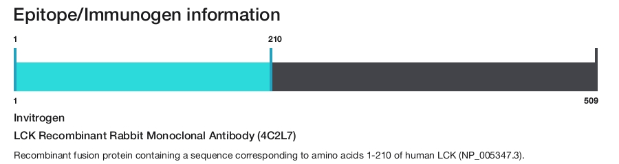 LCK Recombinant Rabbit Monoclonal Antibody (4C2L7)