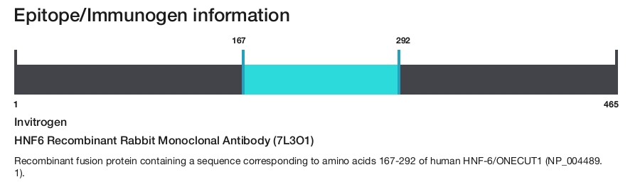 HNF6 Recombinant Rabbit Monoclonal Antibody (7L3O1)