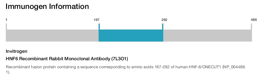 HNF6 Recombinant Rabbit Monoclonal Antibody (7L3O1)