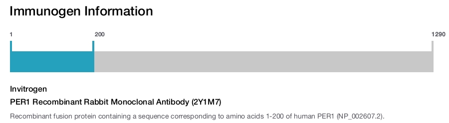 PER1 Recombinant Rabbit Monoclonal Antibody (2Y1M7)