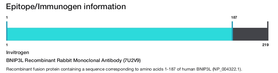 BNIP3L Recombinant Rabbit Monoclonal Antibody (7U2V9)