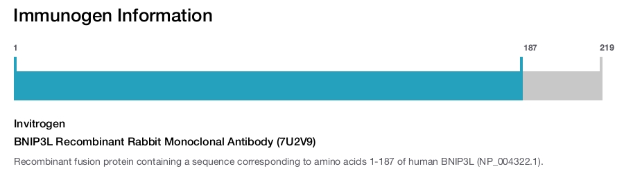 BNIP3L Recombinant Rabbit Monoclonal Antibody (7U2V9)