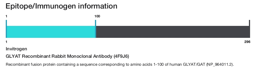 GLYAT Recombinant Rabbit Monoclonal Antibody (4F9J6)