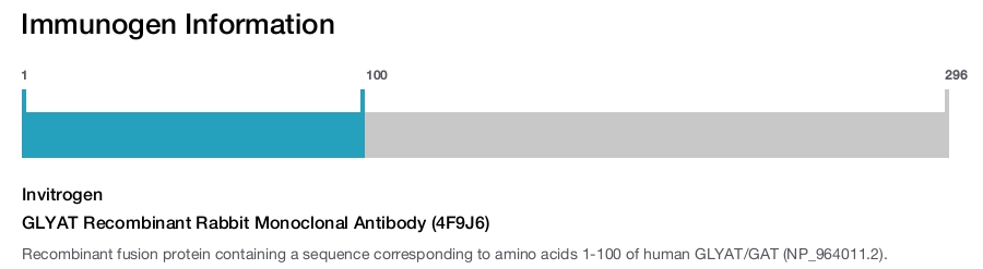 GLYAT Recombinant Rabbit Monoclonal Antibody (4F9J6)
