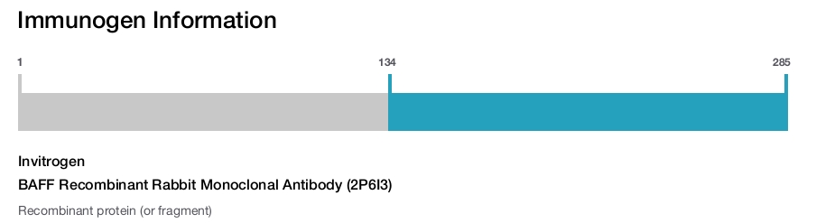 BAFF Recombinant Rabbit Monoclonal Antibody (2P6I3)