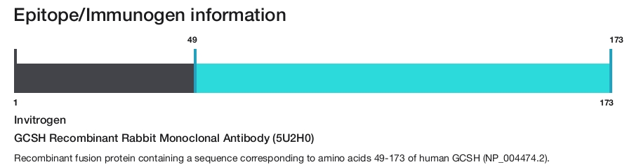 GCSH Recombinant Rabbit Monoclonal Antibody (5U2H0)