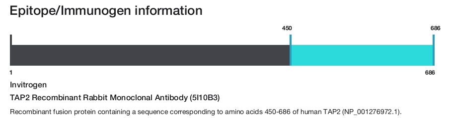 TAP2 Recombinant Rabbit Monoclonal Antibody (5I10B3)