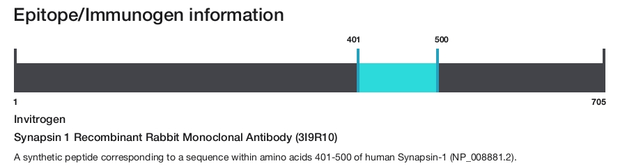 Synapsin 1 Recombinant Rabbit Monoclonal Antibody (3I9R10)