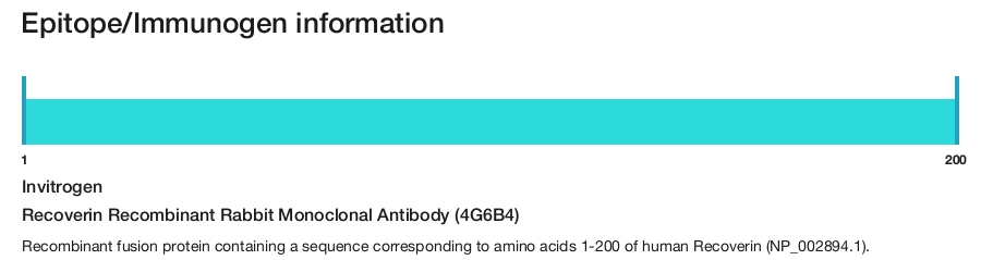 Recoverin Recombinant Rabbit Monoclonal Antibody (4G6B4)