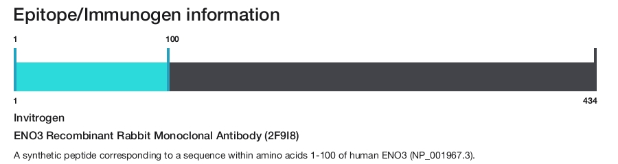 ENO3 Recombinant Rabbit Monoclonal Antibody (2F9I8)