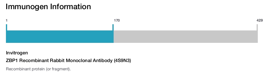 ZBP1 Recombinant Rabbit Monoclonal Antibody (4S9N3)