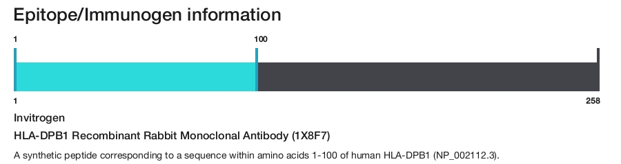 HLA-DPB1 Recombinant Rabbit Monoclonal Antibody (1X8F7)