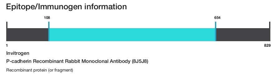 P-cadherin Recombinant Rabbit Monoclonal Antibody (8J5J8)