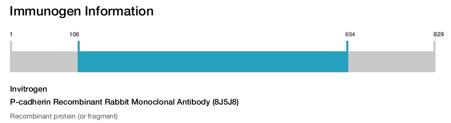 P-cadherin Recombinant Rabbit Monoclonal Antibody (8J5J8)