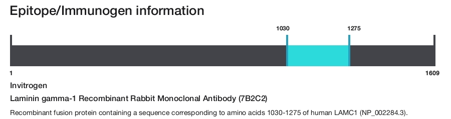 Laminin gamma-1 Recombinant Rabbit Monoclonal Antibody (7B2C2)