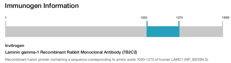 Laminin gamma-1 Recombinant Rabbit Monoclonal Antibody (7B2C2)