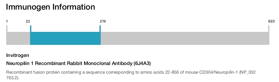 Neuropilin 1 Recombinant Rabbit Monoclonal Antibody (6J4A3)