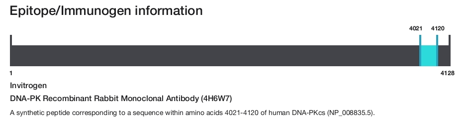 DNA-PK Recombinant Rabbit Monoclonal Antibody (4H6W7)