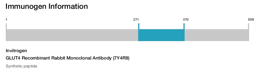 GLUT4 Recombinant Rabbit Monoclonal Antibody (7Y4R9)