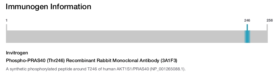 Phospho-PRAS40 (Thr246) Recombinant Rabbit Monoclonal Antibody (3A1F3)
