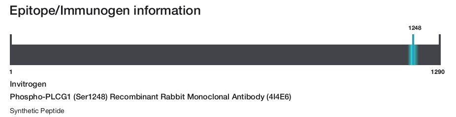 Phospho-PLCG1 (Ser1248) Recombinant Rabbit Monoclonal Antibody (4I4E6)