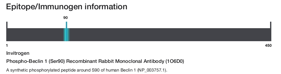 Phospho-Beclin 1 (Ser90) Recombinant Rabbit Monoclonal Antibody (1O6D0)