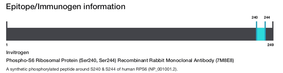 Phospho-S6 Ribosomal Protein (Ser240, Ser244) Recombinant Rabbit Monoclonal Antibody (7M8E8)