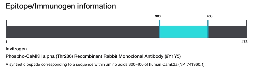 Phospho-CaMKII alpha (Thr286) Recombinant Rabbit Monoclonal Antibody (9Y1Y5)