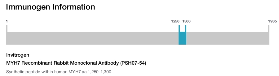 MYH7 Recombinant Rabbit Monoclonal Antibody (PSH07-54)