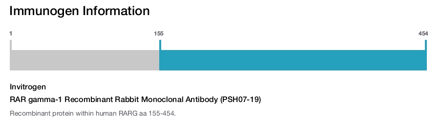 RAR gamma-1 Recombinant Rabbit Monoclonal Antibody (PSH07-19)