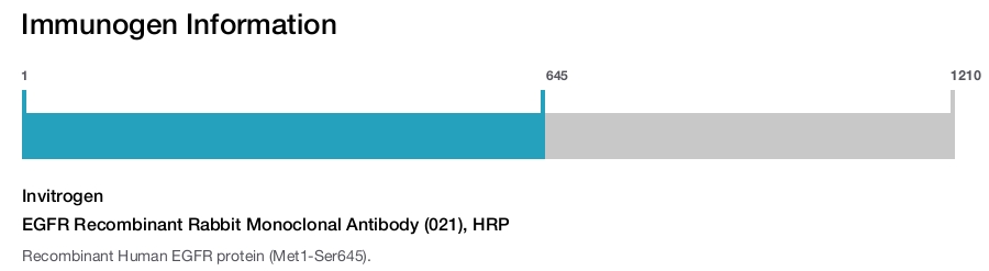 EGFR Recombinant Rabbit Monoclonal Antibody (021), HRP