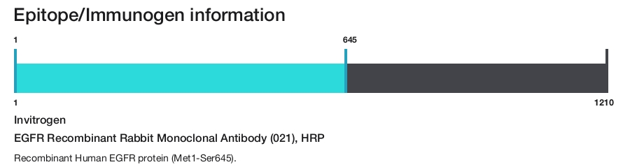 EGFR Recombinant Rabbit Monoclonal Antibody (021), HRP