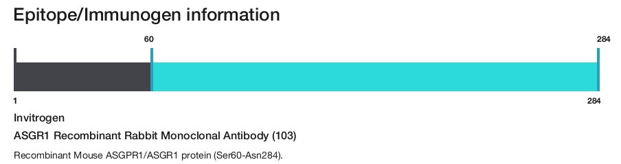 ASGR1 Recombinant Rabbit Monoclonal Antibody (103)