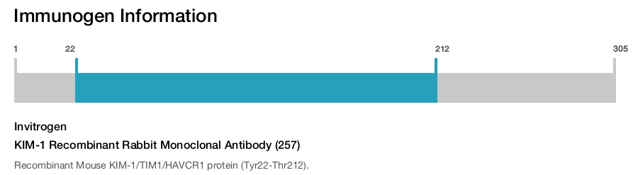 KIM-1 Recombinant Rabbit Monoclonal Antibody (257)