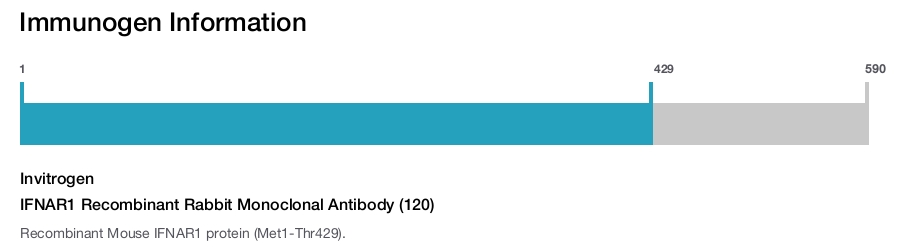 IFNAR1 Recombinant Rabbit Monoclonal Antibody (120)