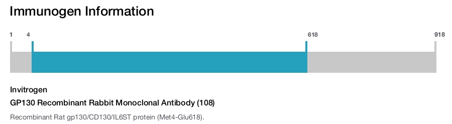 GP130 Recombinant Rabbit Monoclonal Antibody (108)
