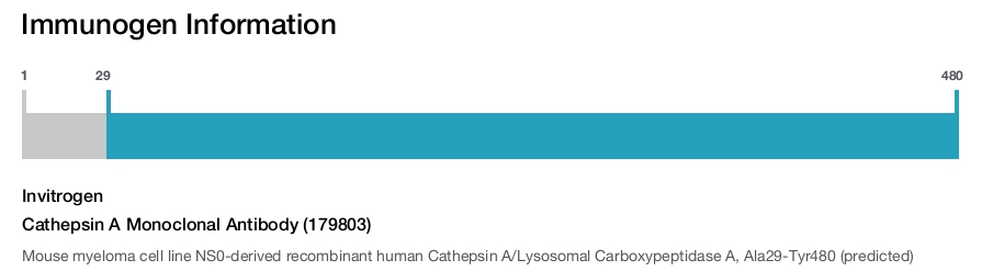 Cathepsin A Monoclonal Antibody (179803)