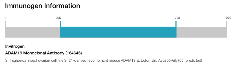 ADAM19 Monoclonal Antibody (164646)