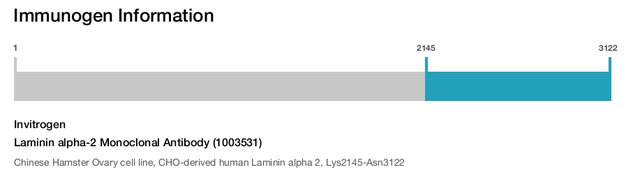 Laminin alpha-2 Monoclonal Antibody (1003531)