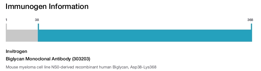 Biglycan Monoclonal Antibody (303203)