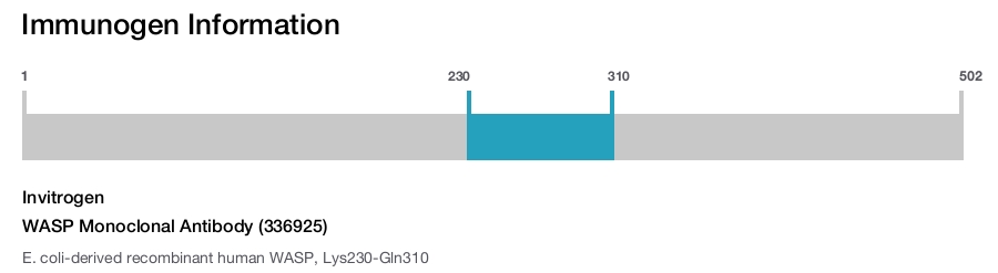 WASP Monoclonal Antibody (336925)