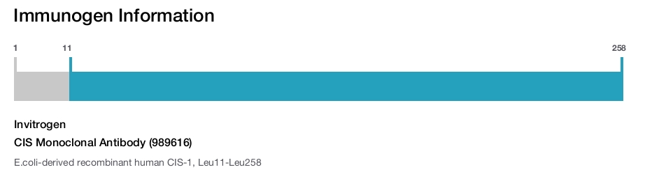 CIS Monoclonal Antibody (989616)