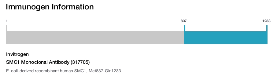 SMC1 Monoclonal Antibody (317705)