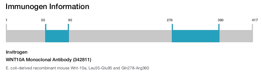 WNT10A Monoclonal Antibody (342811)