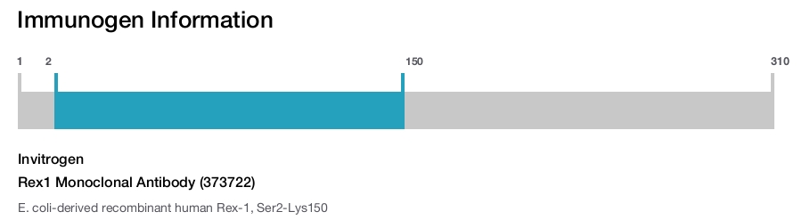 Rex1 Monoclonal Antibody (373722)