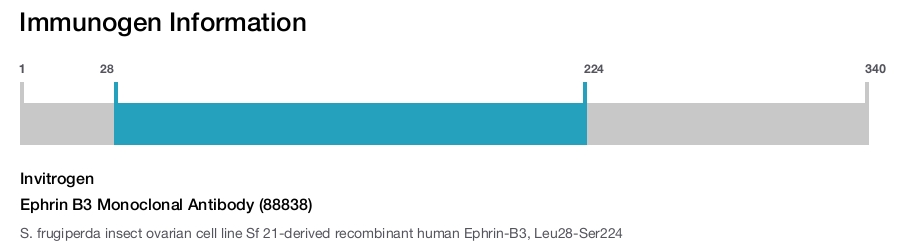 Ephrin B3 Monoclonal Antibody (88838)